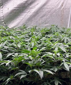 Apple Fritter Teen Phase in a Grow Room