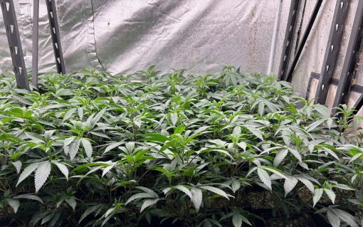 Apple Fritter Teen Phase in a Grow Room