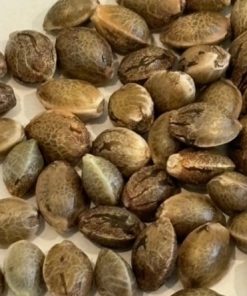 Apple Tartz Image of Seeds