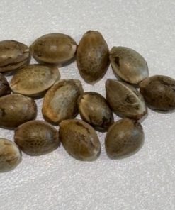 Biddy Early Seeds Image of Seeds