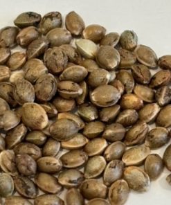 Biscotti 2.0 Image of Seeds