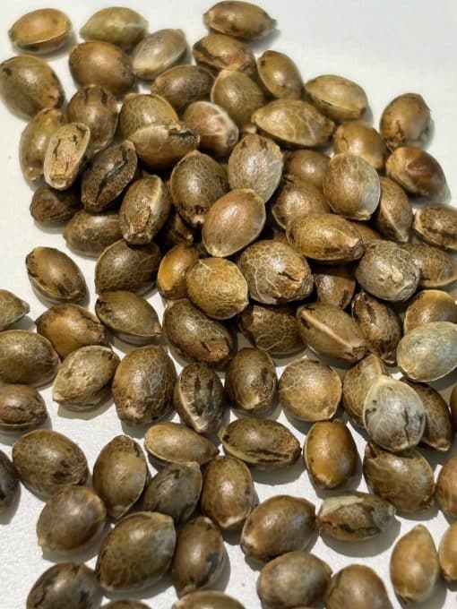 Black Diamond Image of Seeds