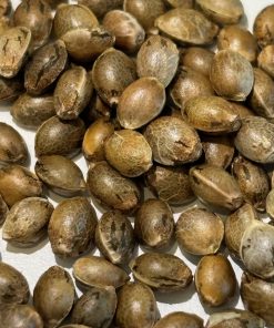 Black Diamond Image of Seeds