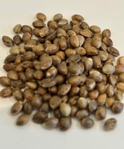 Black Jack Autoflower Image of Seeds