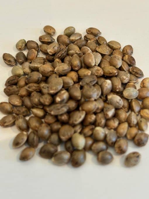 Black Jack Autoflower Image of Seeds