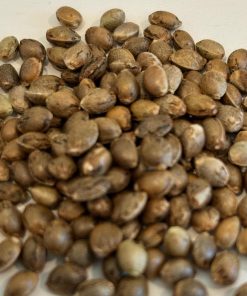 Black Jack Autoflower Image of Seeds
