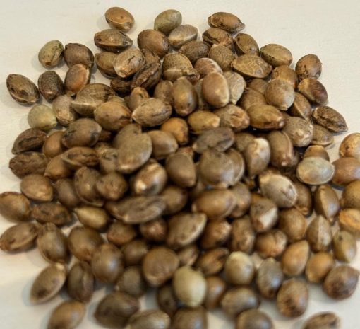 Black Jack Autoflower Image of Seeds