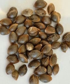 Candy Kush Autoflower Image of Seeds