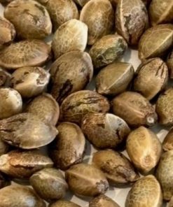 Cereal Milk Image of Seeds