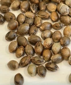 Chocolope Autoflower Image of Seeds