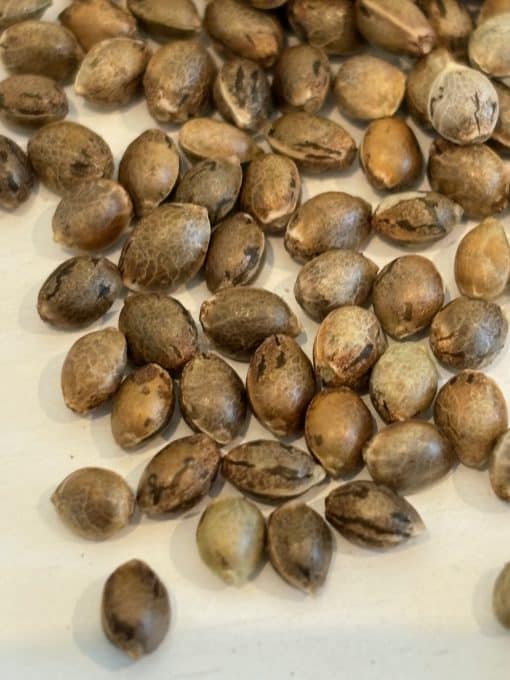 Chocolope Autoflower Image of Seeds