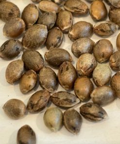 Chocolope Autoflower Image of Seeds
