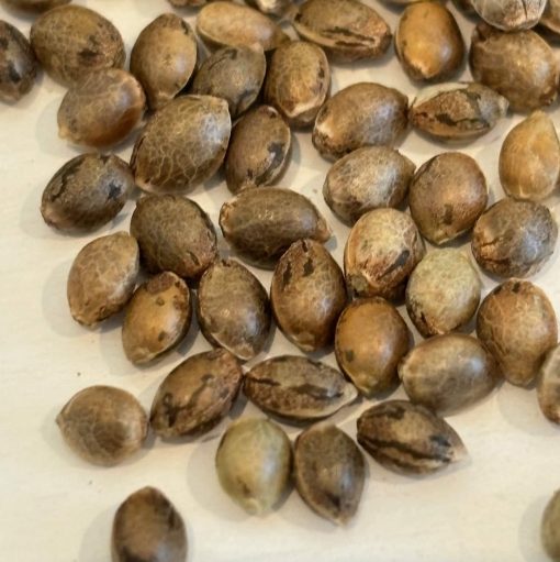 Chocolope Autoflower Image of Seeds
