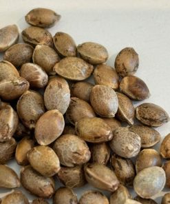 Cream and Cheese CBD Image of Seeds