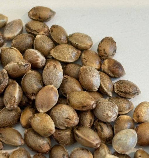Cream and Cheese CBD Image of Seeds