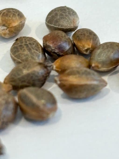 Critical Purple Image of Seeds