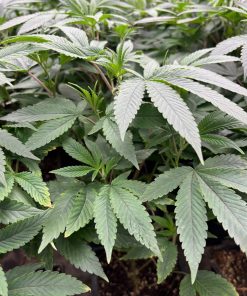 Godfather OG Teen Phase in a Grow Room