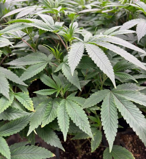 Godfather OG Teen Phase in a Grow Room