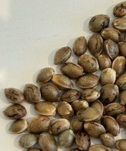 Godfather OG Image of Seeds