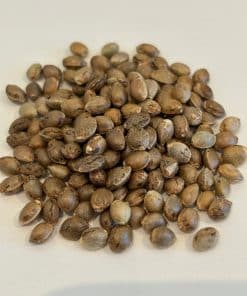 Gorilla Glue Autoflower Image of Seeds