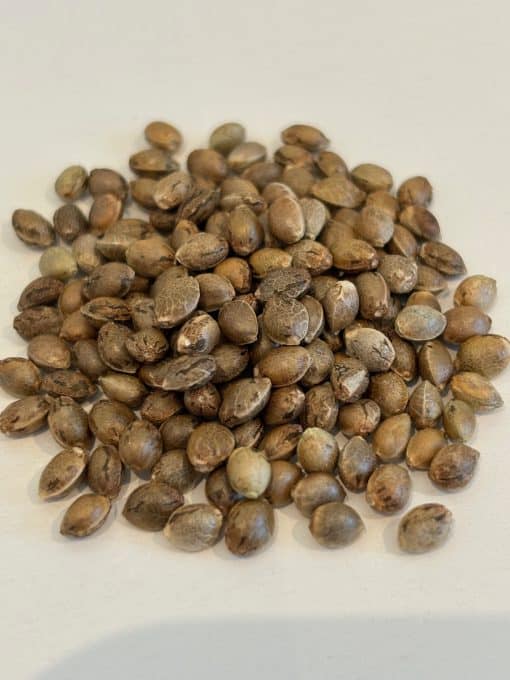 Gorilla Glue Autoflower Image of Seeds