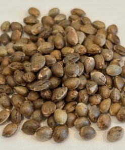 Gorilla Glue Autoflower Image of Seeds