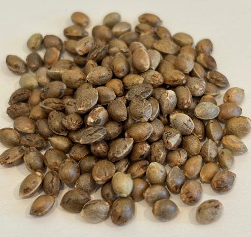 Gorilla Glue Autoflower Image of Seeds