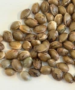 Grape Ape Autoflower Image of Seeds