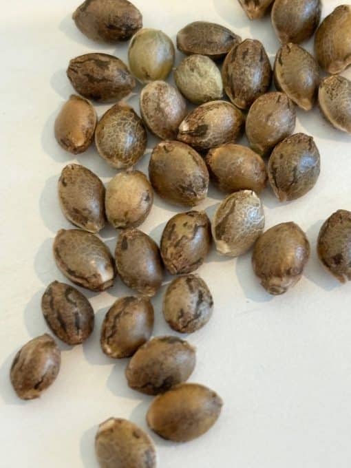 Harlequin CBD Image of Seeds