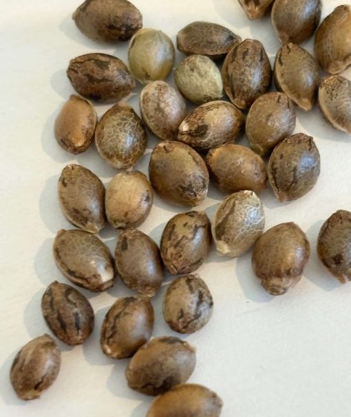 Harlequin CBD Cannabis Seeds