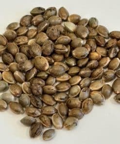 Holy Moly Image of Seeds