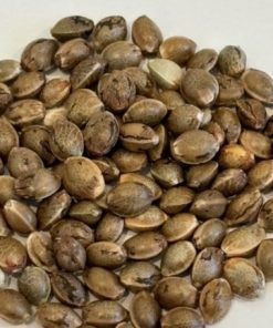 Holy Moly Image of Seeds