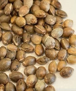 Jack Herer Autoflower Image of Seeds