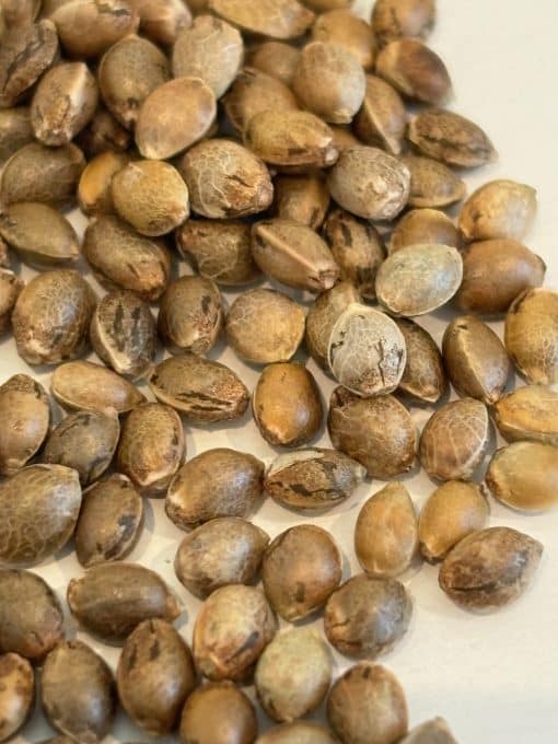 Jack Herer Autoflower Image of Seeds