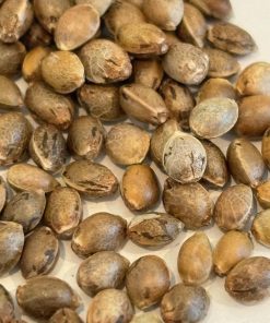 Jack Herer Autoflower Image of Seeds