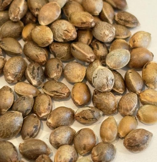 Jack Herer Autoflower Image of Seeds
