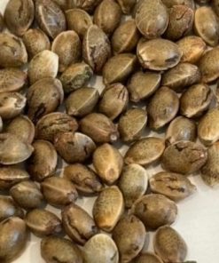 Lemon Cherry Gelato Image of Seeds