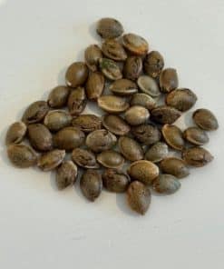 Lemon Tree Image of Seeds