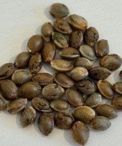 Lemon Tree Image of Seeds