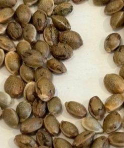 Loud Dream Image of Seeds