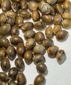 Mimosa Image of Seeds