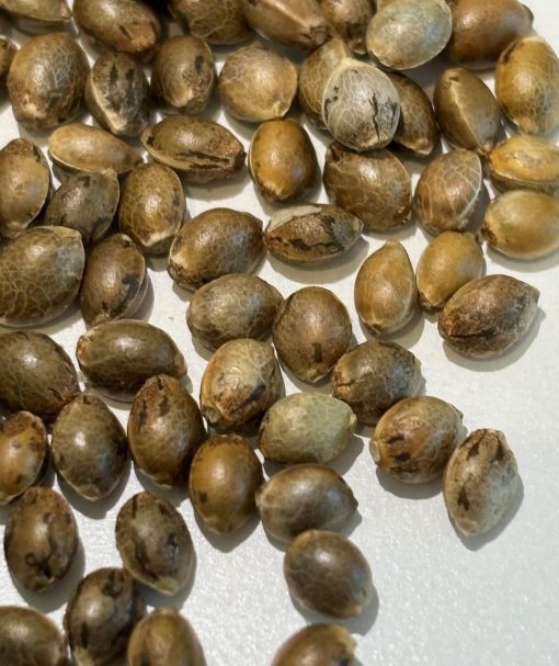 Mimosa Cannabis Seeds