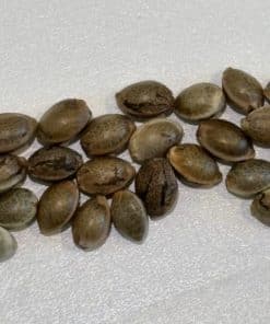 Pennywise CBD Image of Seeds