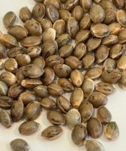 Pink Cadillac Image of Seeds