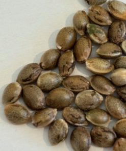 Pink Runtz Autoflower Image of Seeds