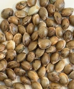 Pluto Weed Image of Seeds
