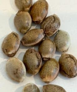 Purple Punch Autoflower Image of Seeds