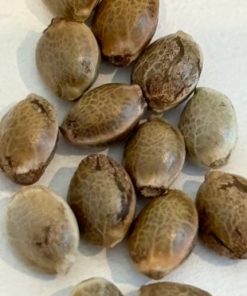 Purple Punch Autoflower Image of Seeds