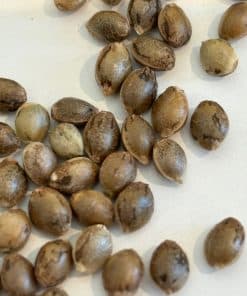 Purple Sunset Autoflower Image of Seeds