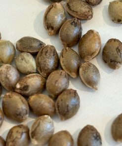 Purple Sunset Autoflower Image of Seeds
